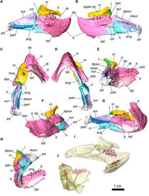Redescription of three basal anomodonts: a phylogenetic reassessment of the holotype of Eodicynodon oelofseni (NMQR 2913)